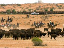 Australia-South Australia-Great Aussie Cattle Drive